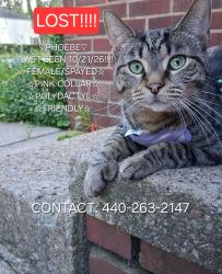 Lost Female Cat last seen Baker St, Berea, OH 44017
