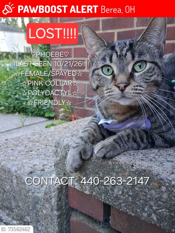 Lost Female Cat last seen Baker St, Berea, OH 44017
