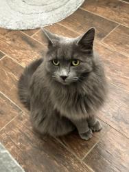 Lost Female Cat last seen N Escobar Way, Phoenix, AZ 85022