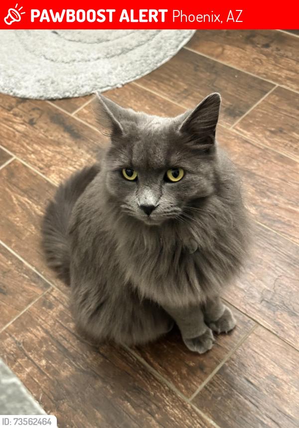 Lost Female Cat last seen N Escobar Way, Phoenix, AZ 85022