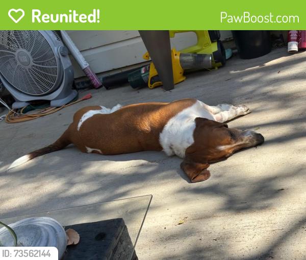 Reunited Male Dog last seen Tex Blvd and Locke Ave., Fort Worth, TX 76116