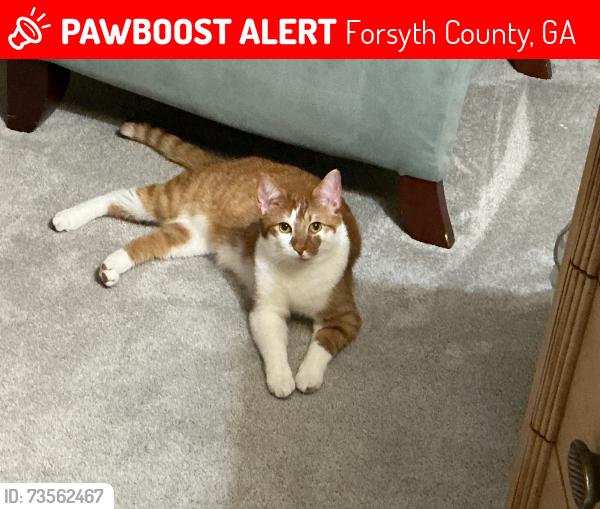 Lost Male Cat last seen Carruth Lake Drive, Cumming, Ga, Usa, Forsyth County, GA 30028
