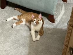 Lost Male Cat last seen Carruth Lake Drive, Cumming, Ga, Usa, Forsyth County, GA 30028