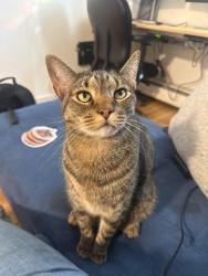 Lost Male Cat last seen Grove St. & Grier Ave., Elizabeth, NJ 07202