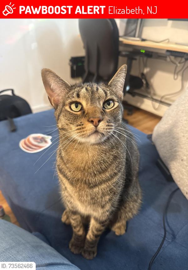 Lost Male Cat last seen Grove St. & Grier Ave., Elizabeth, NJ 07202