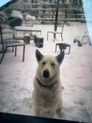 Reunited Male Dog last seen Peachtree rd, Chamblee, GA 30341