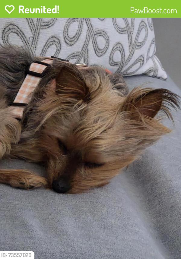 Reunited Female Dog last seen Sherman ChurchSW, Canton, OH 44706