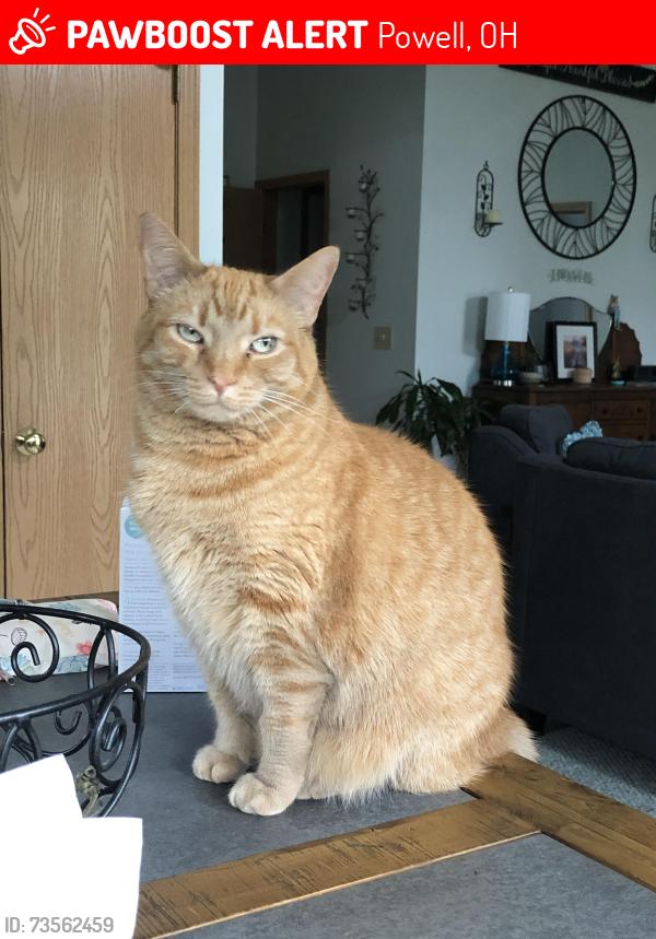 Lost Male Cat last seen Carpenters Mill Neighborhood, Powell, OH 43065