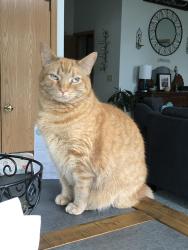 Lost Male Cat last seen Carpenters Mill Neighborhood, Powell, OH 43065