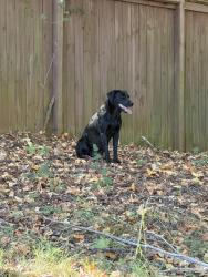 Reunited Unknown Dog last seen Tanyard, Sandy flt, Darby Rd., Greenville County, SC 29609