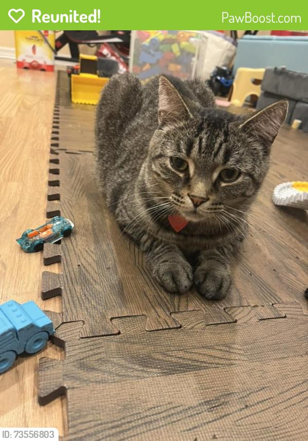 Reunited Male Cat last seen Rodgers Rd, Normandy St, Hamilton, ON 