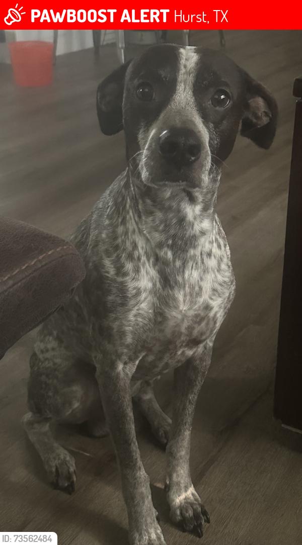 Lost Male Dog last seen Near Billie Ruth Ln Hurst, TX 76053, Hurst, TX 76053