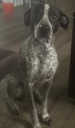 Lost Male Dog last seen Near Billie Ruth Ln Hurst, TX 76053, Hurst, TX 76053