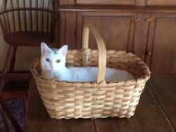 Reunited Female Cat last seen Near Wood Street Mahopac, Mahopac, NY 10541