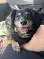 Lost Female Dog last seen Trails of cypress lake, Tomball, TX 77377