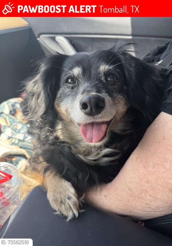 Lost Female Dog last seen Trails of cypress lake, Tomball, TX 77377