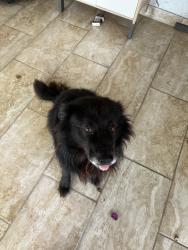 Reunited Male Dog last seen NW 175th Street, Miami Gardens, FL 33056