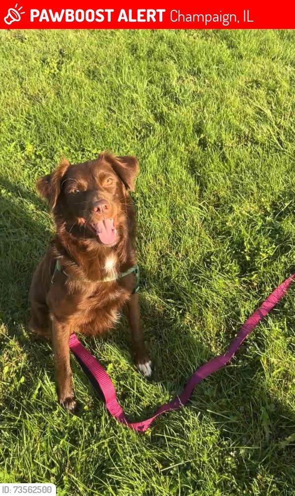 Lost Male Dog last seen Lost near Mattis and Windsor, last seen on Tamarack Dr heading west., Champaign, IL 61821