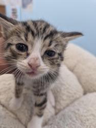 Shelter Stray Male Cat last seen Near BLOCK E FERRY ST, DETROIT MI 48211, 1431 E Ferry St, Detroit, MI 48211, USA