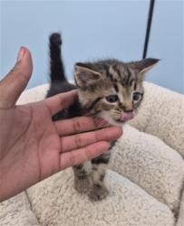 Shelter Stray Male Cat last seen Near BLOCK E FERRY ST, DETROIT MI 48211, 1431 E Ferry St, Detroit, MI 48211, USA
