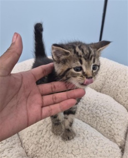 Shelter Stray Male Cat last seen Near BLOCK E FERRY ST, DETROIT MI 48211, 1431 E Ferry St, Detroit, MI 48211, USA