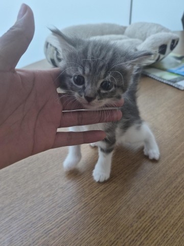 Shelter Stray Female Cat last seen Near BLOCK E FERRY ST, DETROIT MI 48211, 1431 E Ferry St, Detroit, MI 48211, USA