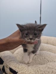 Shelter Stray Female Cat last seen Near BLOCK E FERRY ST, DETROIT MI 48211, 1431 E Ferry St, Detroit, MI 48211, USA
