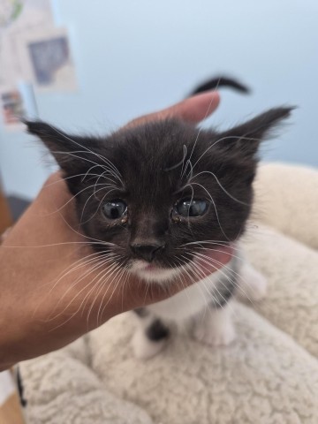 Shelter Stray Female Cat last seen Near BLOCK E FERRY ST, DETROIT MI 48211, 1431 E Ferry St, Detroit, MI 48211, USA