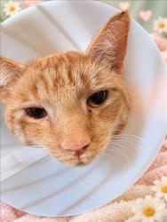 Shelter Stray Male Cat last seen , 957 N Gaffey St, San Pedro, CA 90731, USA