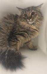 Shelter Stray Unknown Cat last seen Near BLOCK W CRESTFIELD DR, WEST VALLEY CITY UT 84119, 4522 W 3500 S, West Valley City, UT 84120, USA