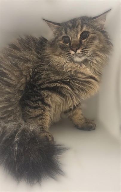 Shelter Stray Unknown Cat last seen Near BLOCK W CRESTFIELD DR, WEST VALLEY CITY UT 84119, 4522 W 3500 S, West Valley City, UT 84120, USA