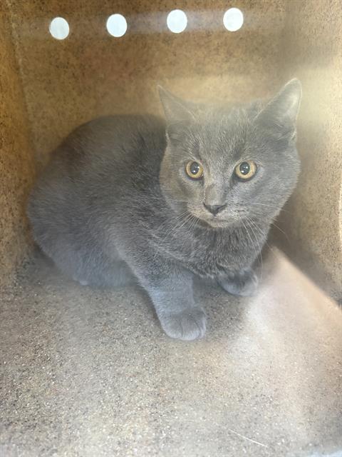 Shelter Stray Unknown Cat last seen Near BLOCK W CHATEAU AVE, TAYLORSVILLE UT 84129, 4522 W 3500 S, West Valley City, UT 84120, USA