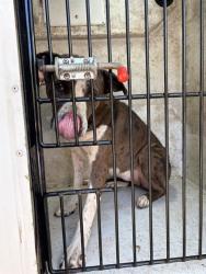 Shelter Stray Female Dog last seen Near BLOCK PENNY, 4950 SW Triana Blvd, Huntsville, AL 35805, USA