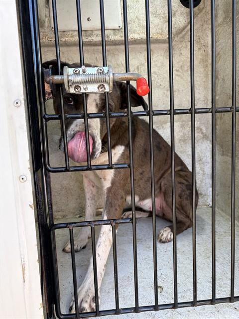 Shelter Stray Female Dog last seen Near BLOCK PENNY, 4950 SW Triana Blvd, Huntsville, AL 35805, USA
