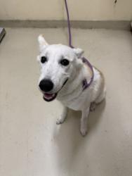 Shelter Stray Female Dog last seen , 1950 Stevenson Blvd, Fremont, CA 94538, USA