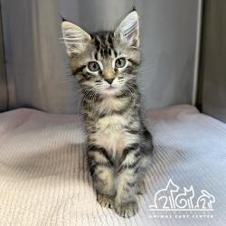Shelter Stray Female Cat last seen JAMBOREE RD/ROBINSON DR, 92602, 6443 Oak Canyon, Irvine, CA 92618, USA