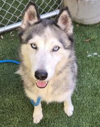 Shelter Stray Female Dog last seen , 1850 W 60th St, Los Angeles, CA 90047, USA