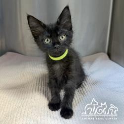 Shelter Stray Female Cat last seen JAMBOREE RD/ROBINSON DR, 92602, 6443 Oak Canyon, Irvine, CA 92618, USA