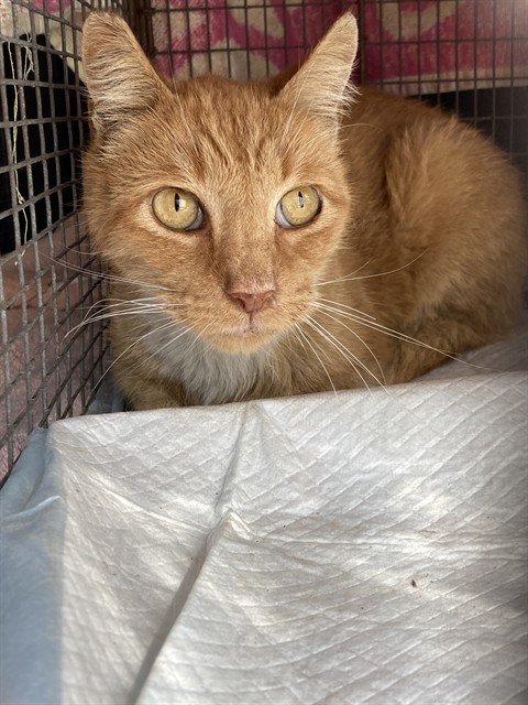 Shelter Stray Male Cat last seen Near BLOCK E ESTHER LONG BEACH CA 90806, 7700 E Spring St, Long Beach, CA 90815, USA