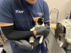 Shelter Stray Female Cat last seen Near BLOCK E BARDLSEY AVE TULARE, Visalia, CA 93292, USA