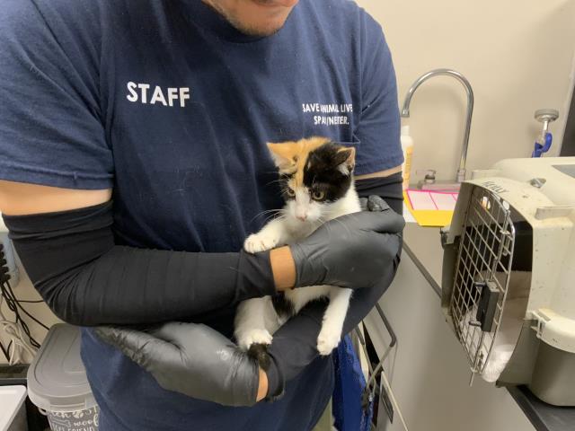 Shelter Stray Female Cat last seen Near BLOCK E BARDLSEY AVE TULARE, Visalia, CA 93292, USA