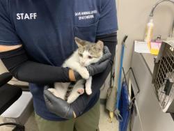 Shelter Stray Male Cat last seen Near BLOCK E BARDSLEY AVE TULARE, Visalia, CA 93292, USA