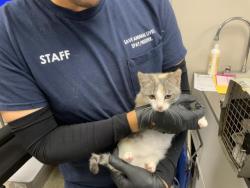 Shelter Stray Female Cat last seen Near BLOCK E BARDSLEY AVE TULARE, Visalia, CA 93292, USA