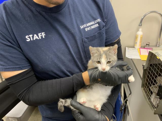Shelter Stray Female Cat last seen Near BLOCK E BARDSLEY AVE TULARE, Visalia, CA 93292, USA