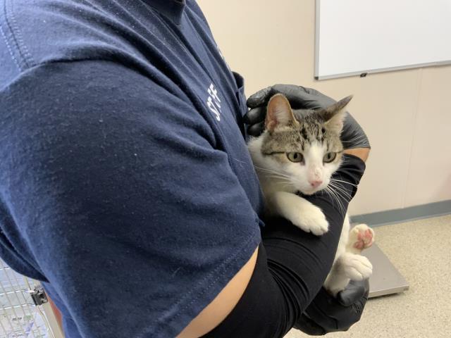 Shelter Stray Female Cat last seen Near BLOCK E BARDSLEY AVE TULARE, Visalia, CA 93292, USA