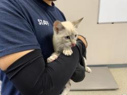 Shelter Stray Female Cat last seen Near BLOCK E BARDSLEY AVE TULARE, Visalia, CA 93292, USA