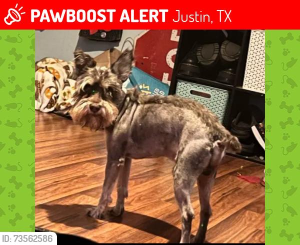 Lost Male Dog last seen there's only hses near me, Justin, TX 76247