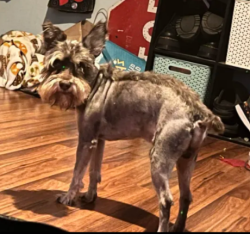 Lost Male Dog last seen there's only hses near me, Justin, TX 76247