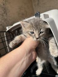 Shelter Stray Unknown Cat last seen Near BLOCK SW 27TH ST, 2811 SE 29th St, Oklahoma City, OK 73129, USA