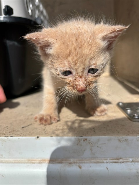 Shelter Stray Unknown Cat last seen Near BLOCK SW 27TH ST, 2811 SE 29th St, Oklahoma City, OK 73129, USA